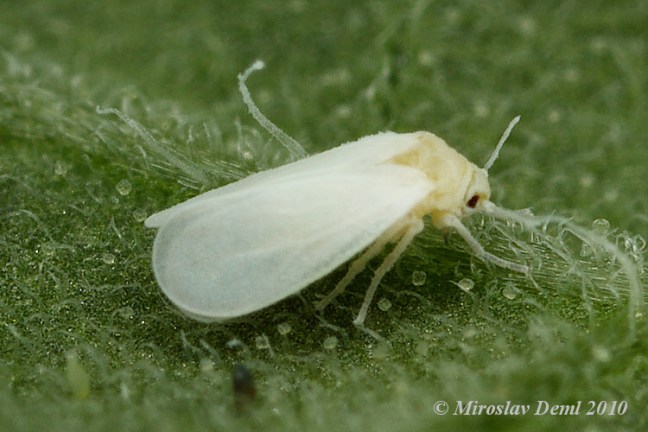 whitefly