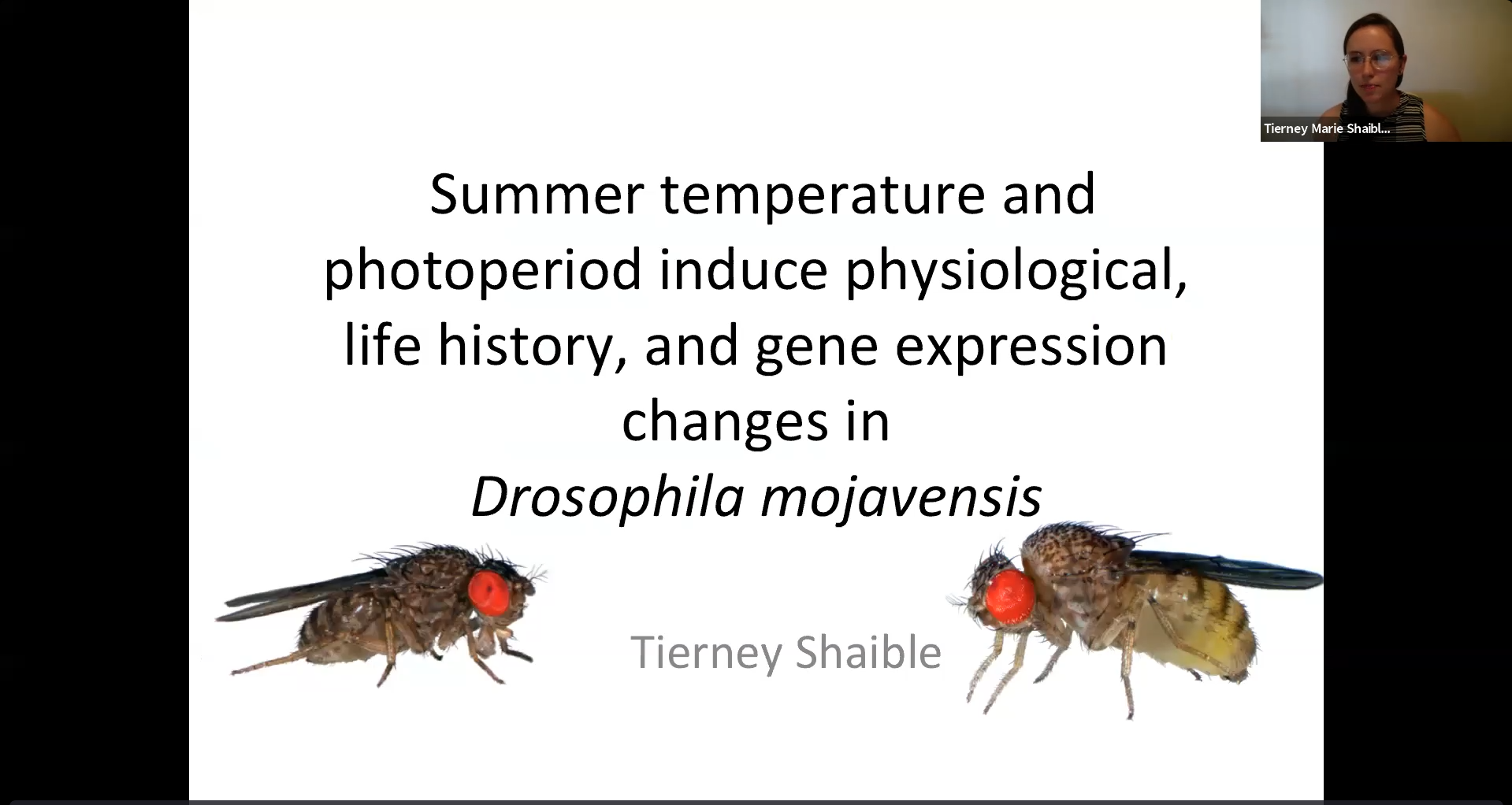 Tierney Defense Zoom