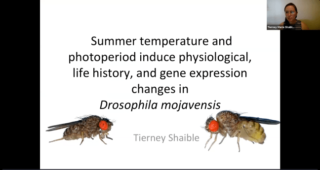 Tierney Defense Zoom